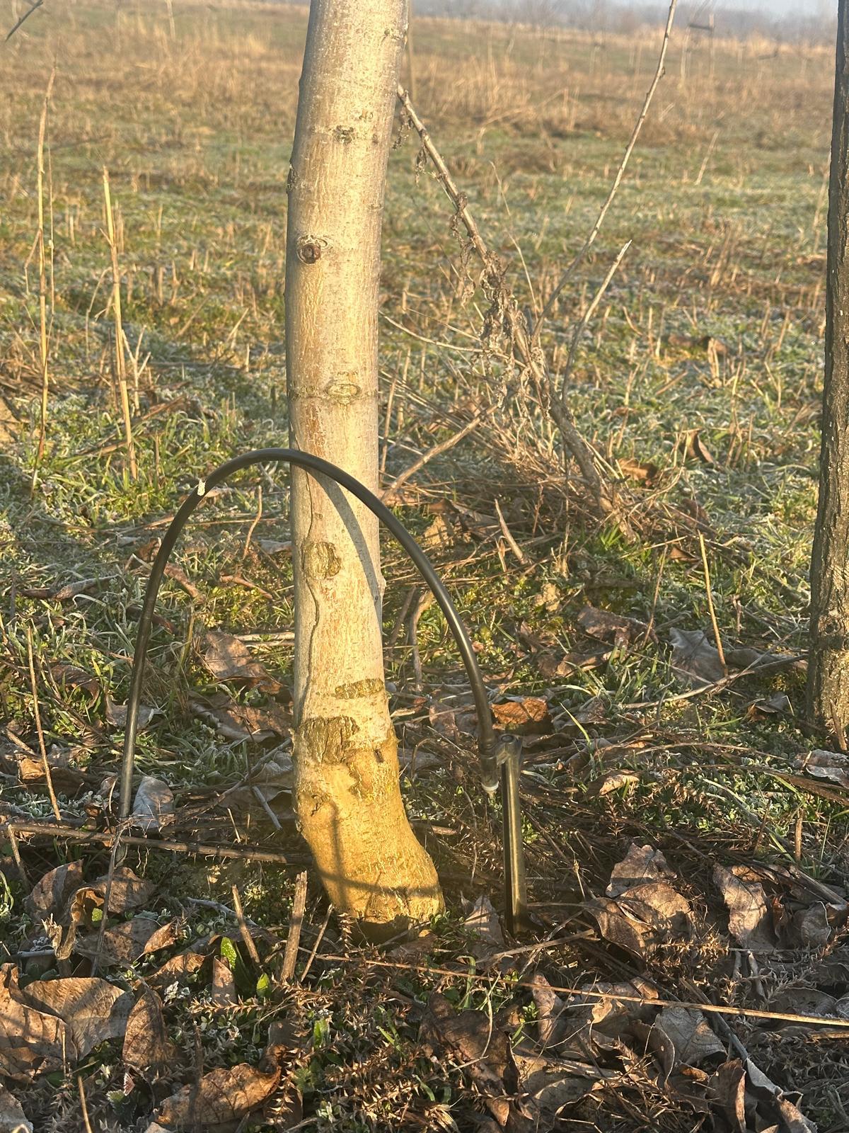 Drip irrigation system detail at the base of a walnut tree