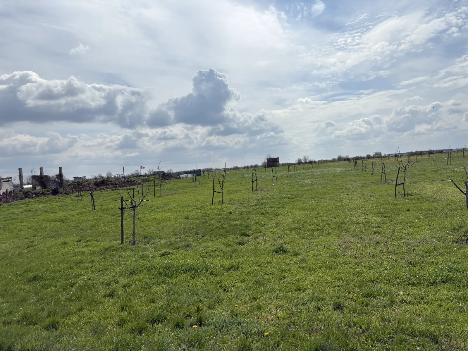 Walnut farm Ivești — photo 5