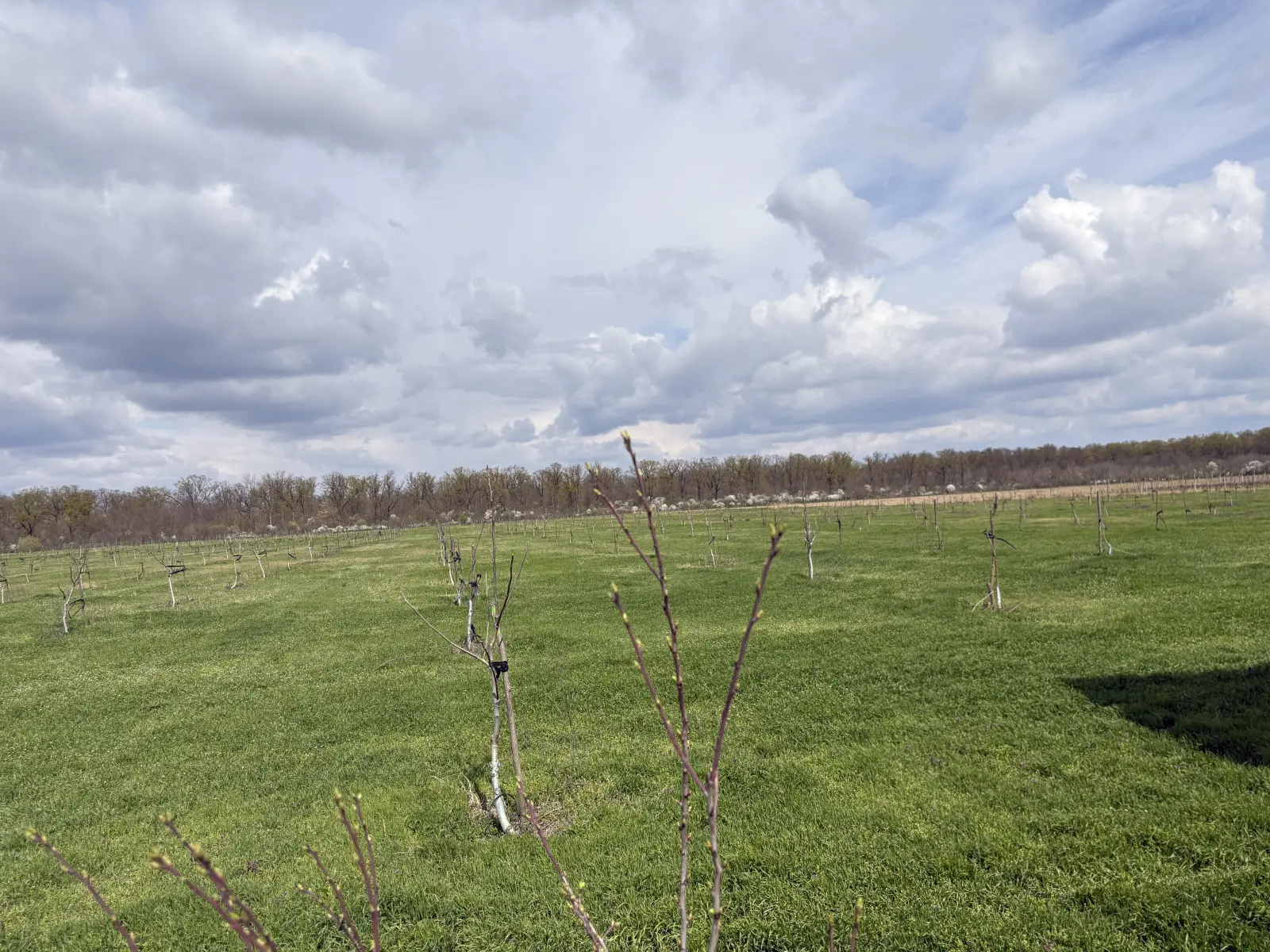 Walnut farm Ivești — photo 7