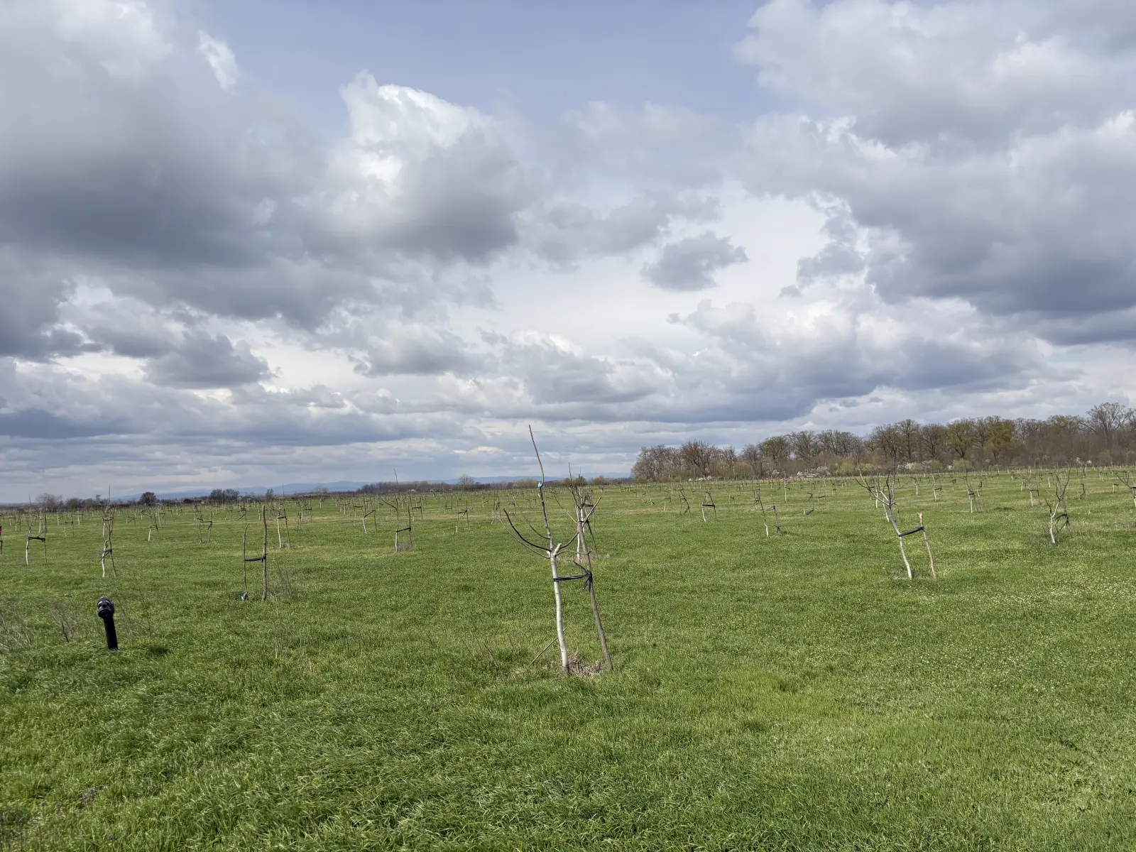 Walnut farm Ivești — photo 8