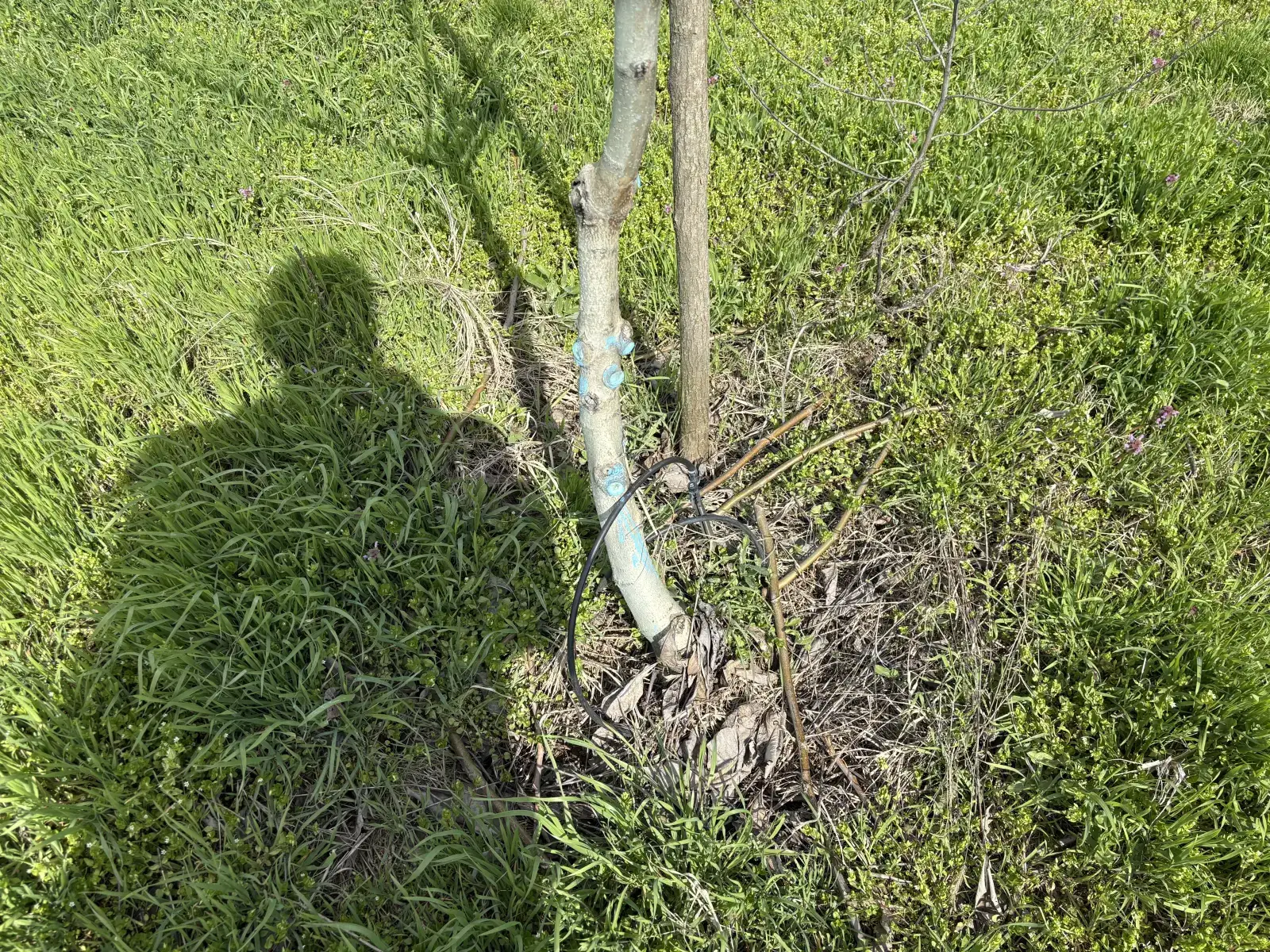 Walnut farm Ivești — photo 9