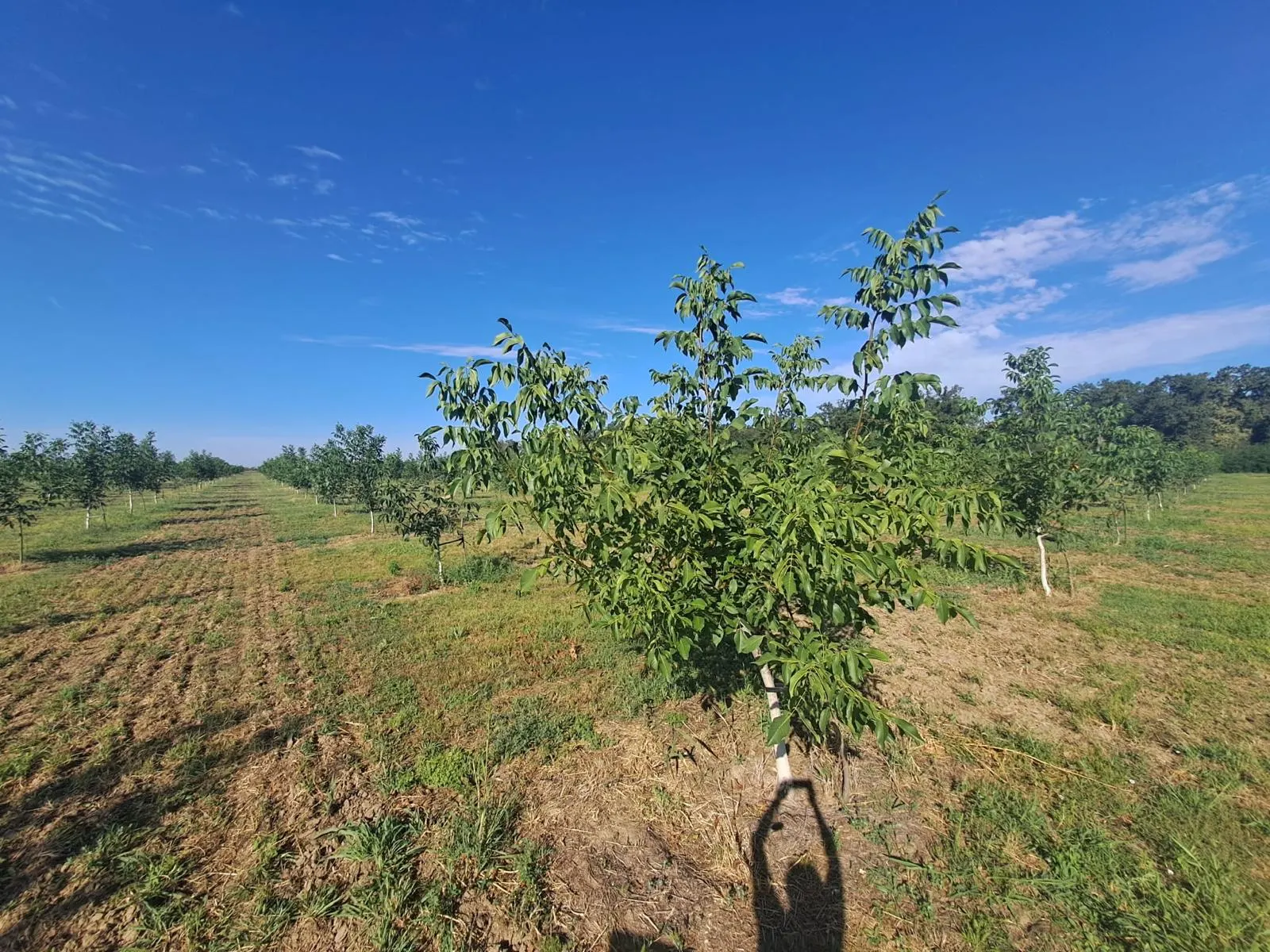 Ferma de nuci Ivești — fotografie 6