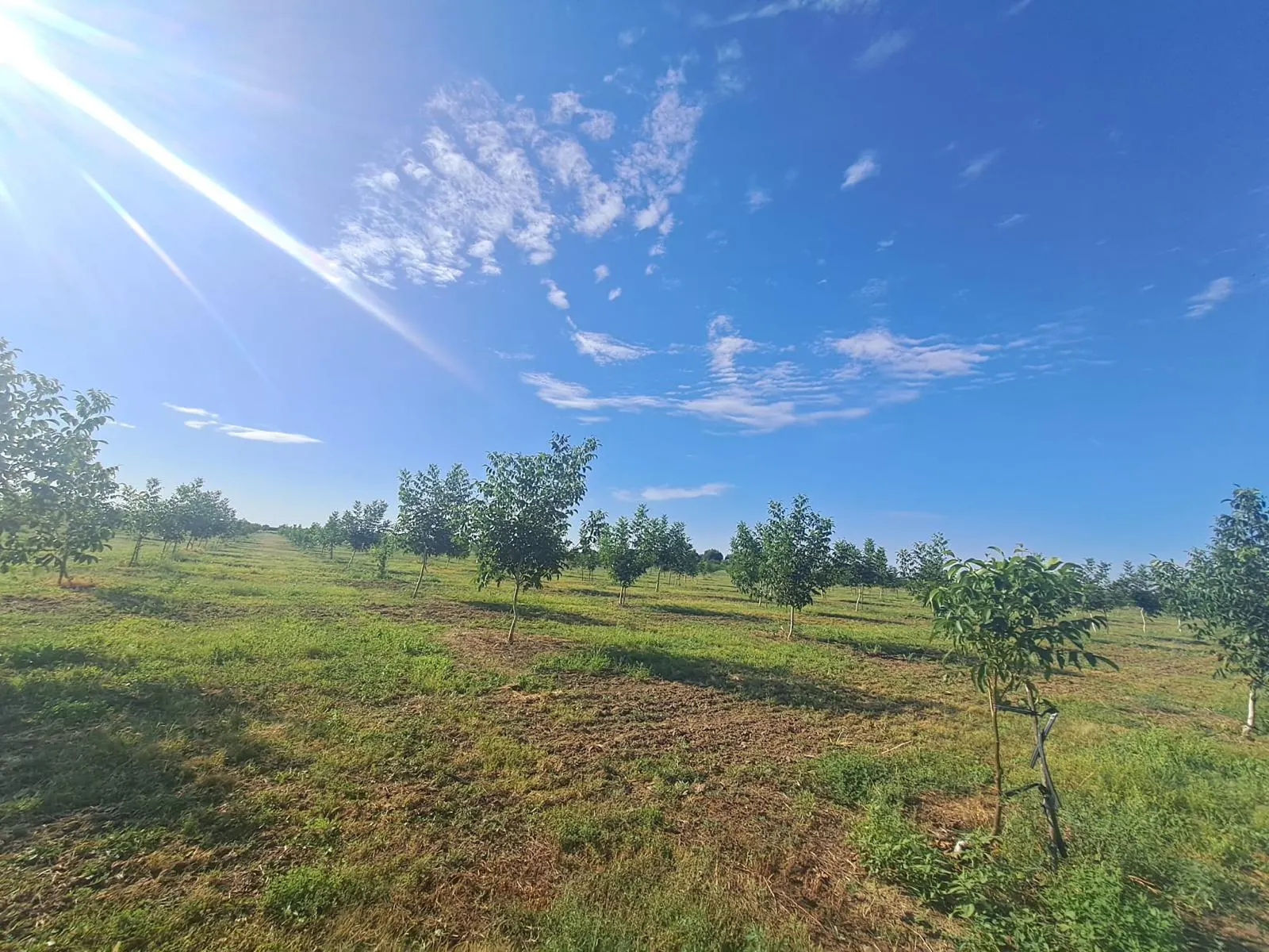 Ferma de nuci Ivești — fotografie 12
