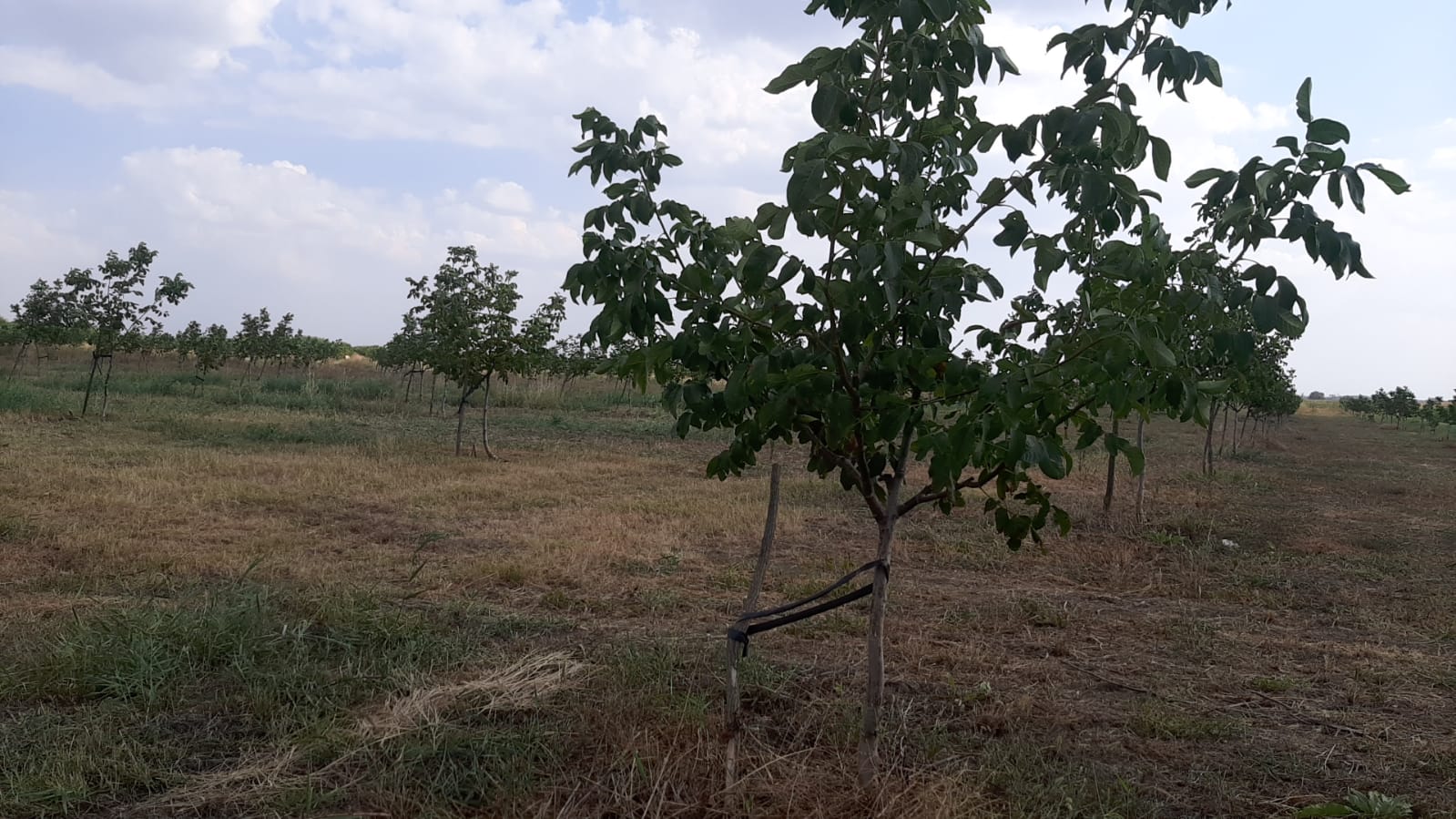 Walnut orchard — Fernor and Pescianski varieties, Ivești, Galați