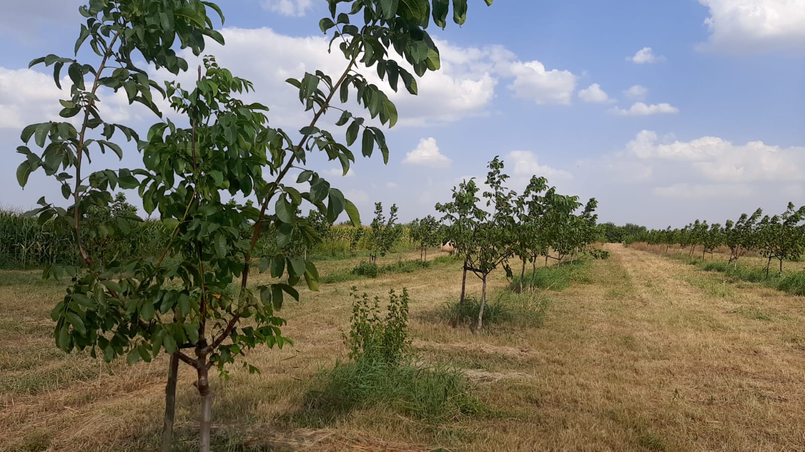Rows of young walnut trees at the Ivești farm, Galați County