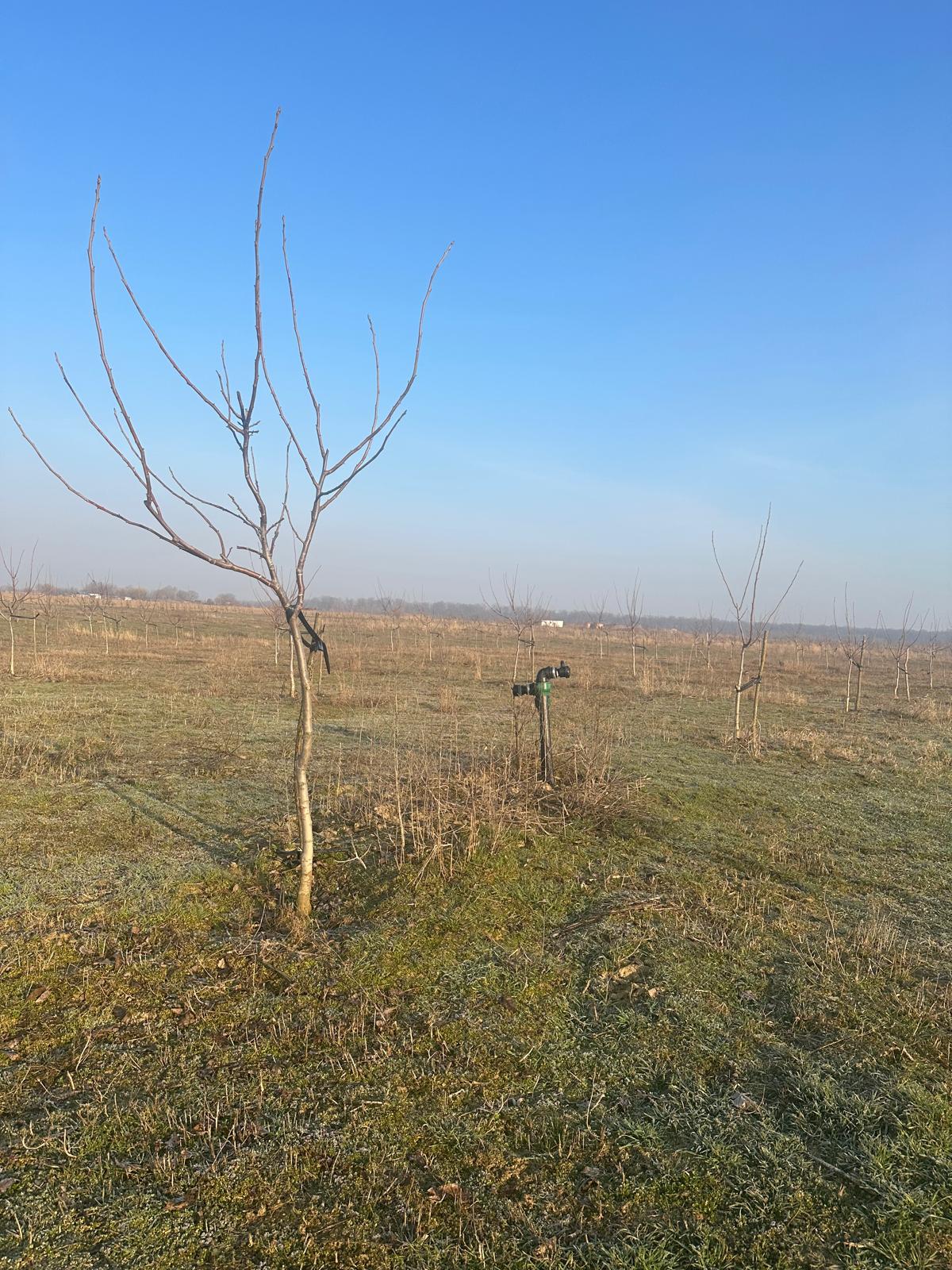 Walnut orchard — panoramic view, Ivești