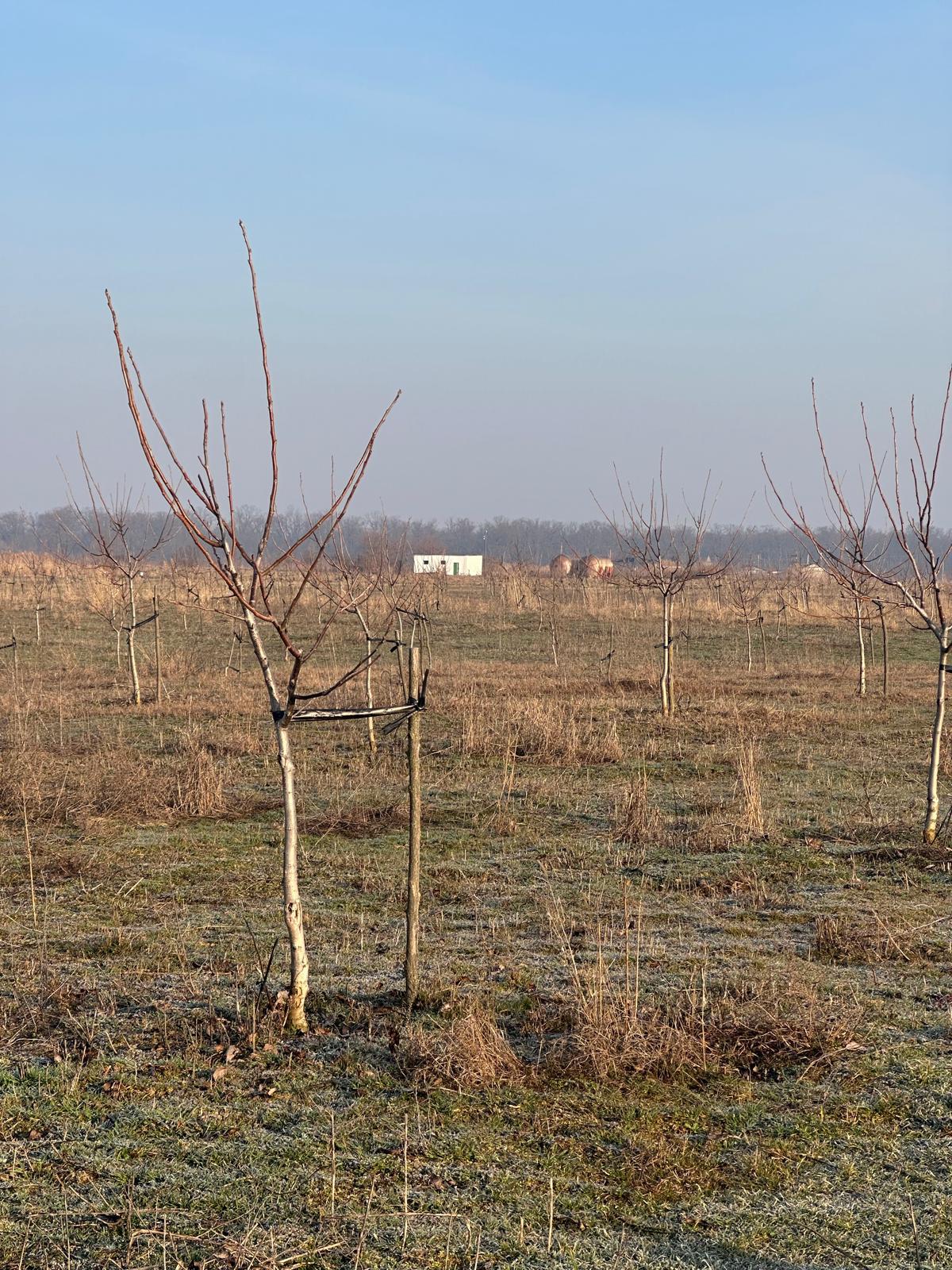 Rows of young walnut trees with utility building in the background