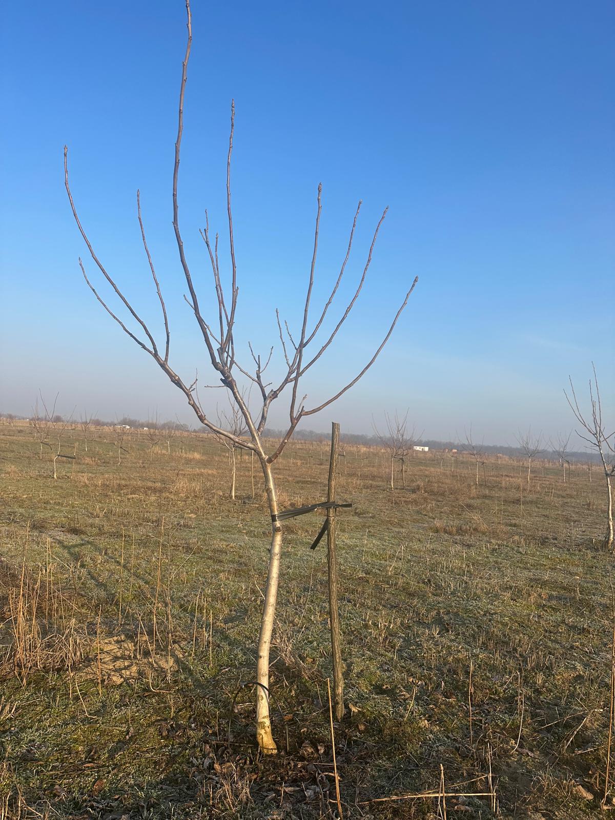 Young Fernor walnut tree in the Ivești orchard